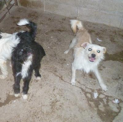 MICKEY, perrito pequeño EN ADOPCIÓN!! (MURCIA),