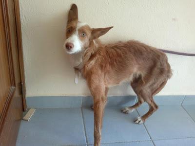 ALANA, FLACA, ATERRORIZADA, RECOGIDA POR EL LACERO.