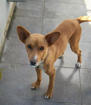 Girasol podenquita en Mairena. URGENTE SACARLA!!