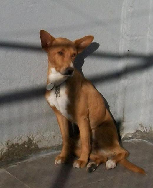 Girasol podenquita en Mairena. URGENTE SACARLA!!