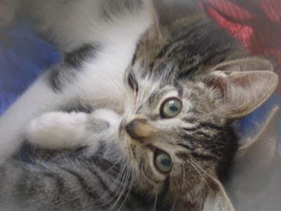 Buscando hogar con urgencia