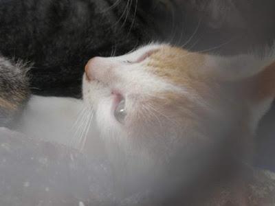 Buscando hogar con urgencia