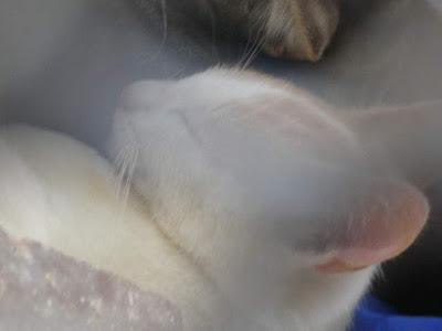 Buscando hogar con urgencia