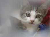 Buscando hogar urgencia
