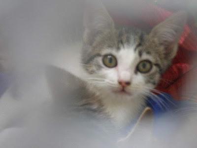 Buscando hogar con urgencia