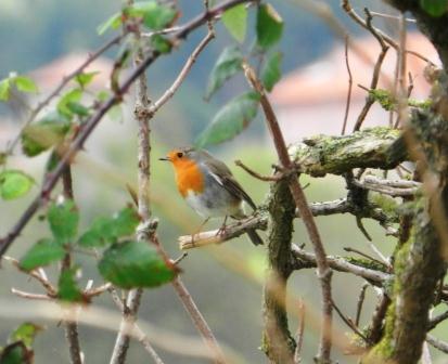 Petirrojos y mosquiteros por todos lados