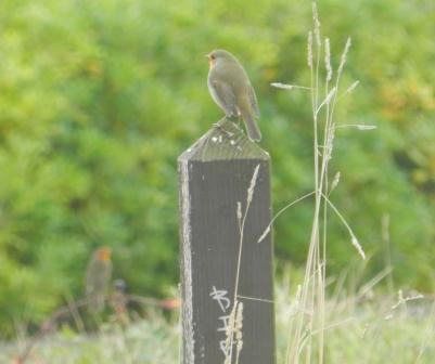 Petirrojos y mosquiteros por todos lados
