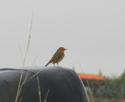 Petirrojos y mosquiteros por todos lados