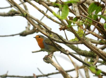 Petirrojos y mosquiteros por todos lados