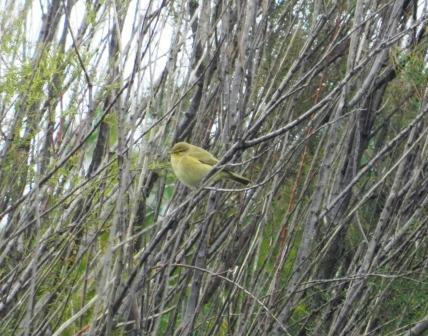 Petirrojos y mosquiteros por todos lados