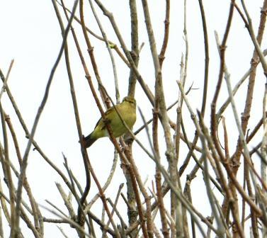 Petirrojos y mosquiteros por todos lados