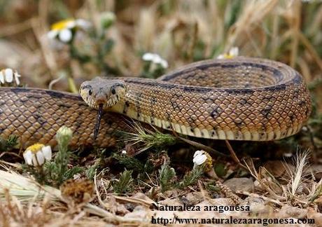 La Culebra de escalera (Rinechis scalaris) en Aragón - Ladder snake -