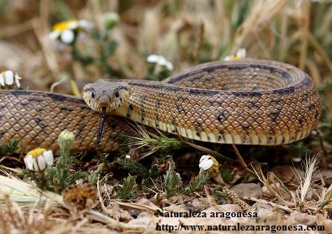 La Culebra de escalera (Rinechis scalaris) en Aragón - Ladder snake