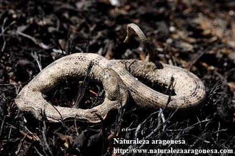 La Culebra de escalera (Rinechis scalaris) en Aragón - Ladder snake -