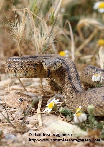 La Culebra de escalera (Rinechis scalaris) en Aragón - Ladder snake -