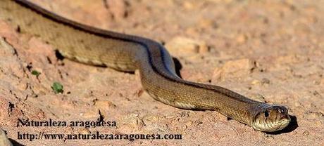 La Culebra de escalera (Rinechis scalaris) en Aragón - Ladder snake -