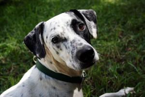 JERRY‏ BUSCA HOGAR.