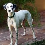 JERRY‏ BUSCA HOGAR.