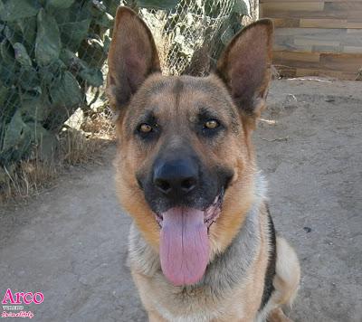 ARCO, PASTOR ALEMÁN, 4 AÑOS DE SOLEDAD, EXCELENTE GUARDIÁN, BUENO Y NOBLE, ENCADENADO, LO LLEVAN A LA PERRERA, NECESITA ADOPCIÓN URGENTE. (TOLEDO‏)