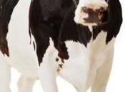 Prometedora solución para alérgicos leche vaca