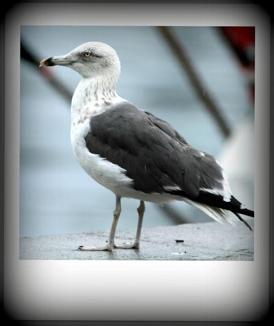 LARUS ARGENTATUS UNA GAVIOTA CON MUCHO CARACTER