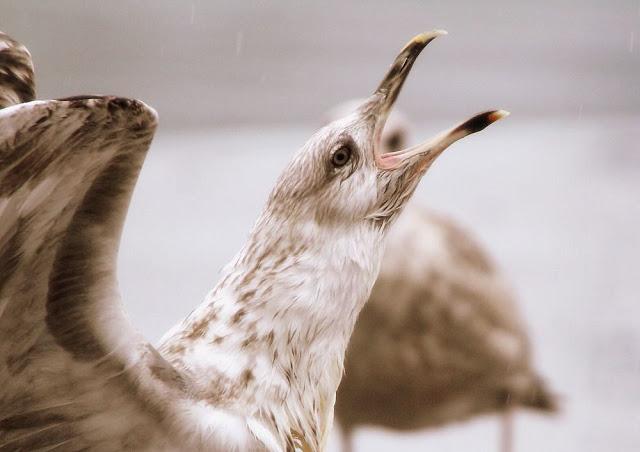 LARUS ARGENTATUS UNA GAVIOTA CON MUCHO CARACTER