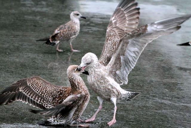 LARUS ARGENTATUS UNA GAVIOTA CON MUCHO CARACTER