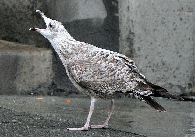LARUS ARGENTATUS UNA GAVIOTA CON MUCHO CARACTER