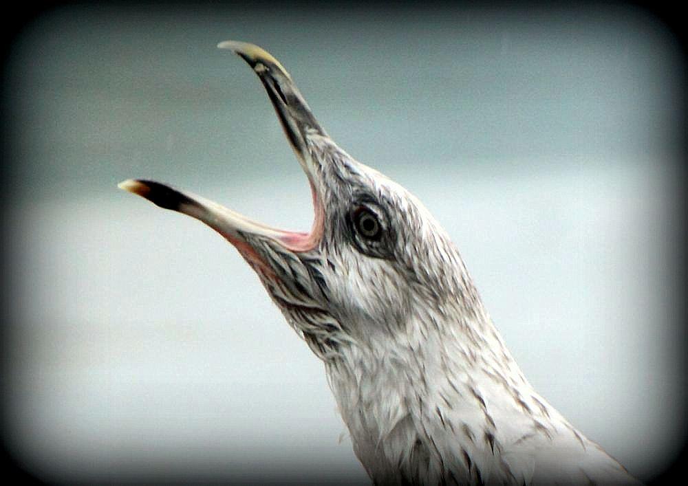 LARUS ARGENTATUS UNA GAVIOTA CON MUCHO CARACTER