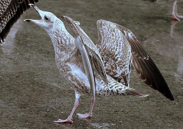 LARUS ARGENTATUS UNA GAVIOTA CON MUCHO CARACTER