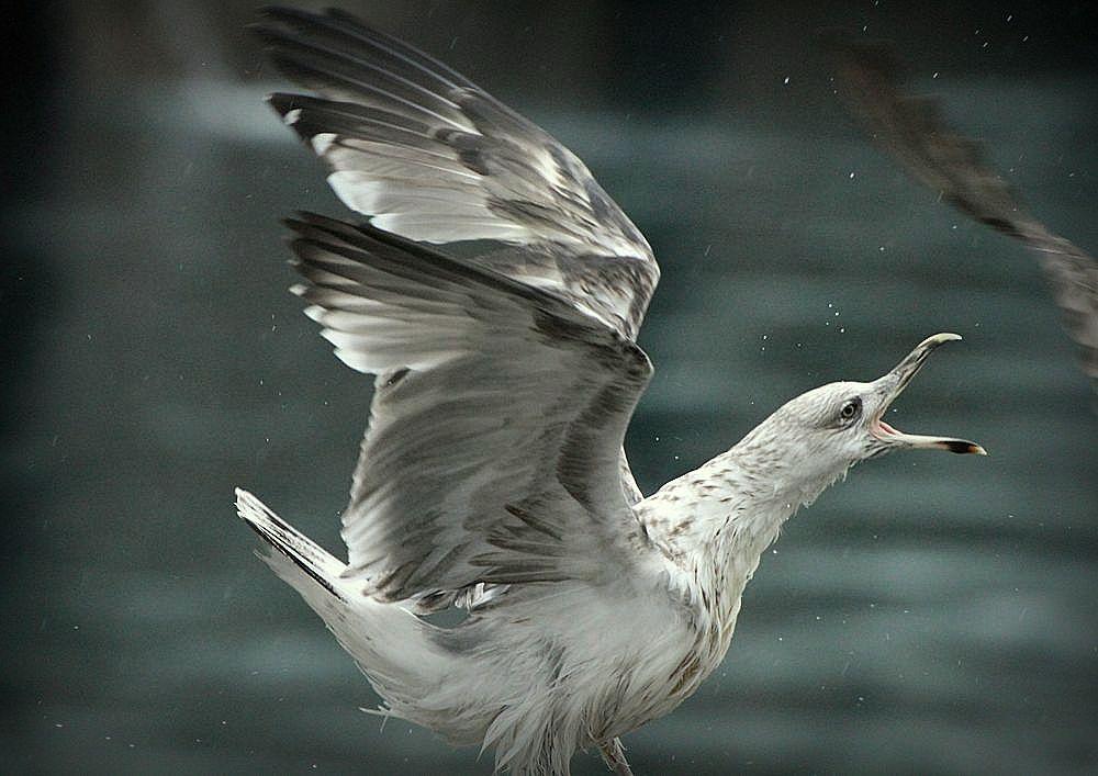 LARUS ARGENTATUS UNA GAVIOTA CON MUCHO CARACTER