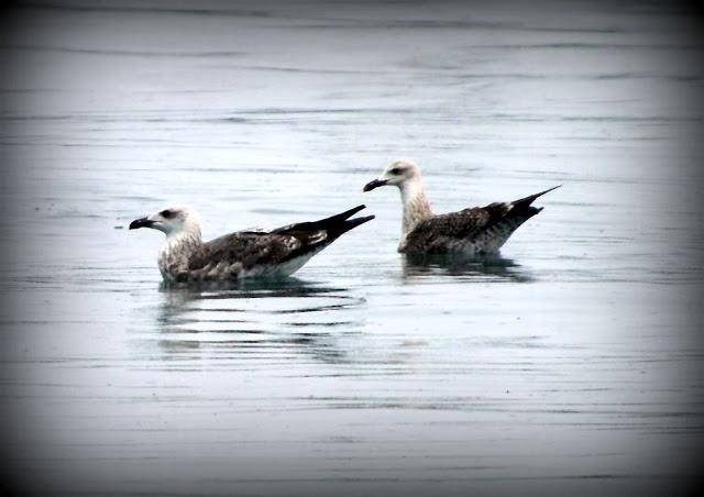 LARUS ARGENTATUS UNA GAVIOTA CON MUCHO CARACTER