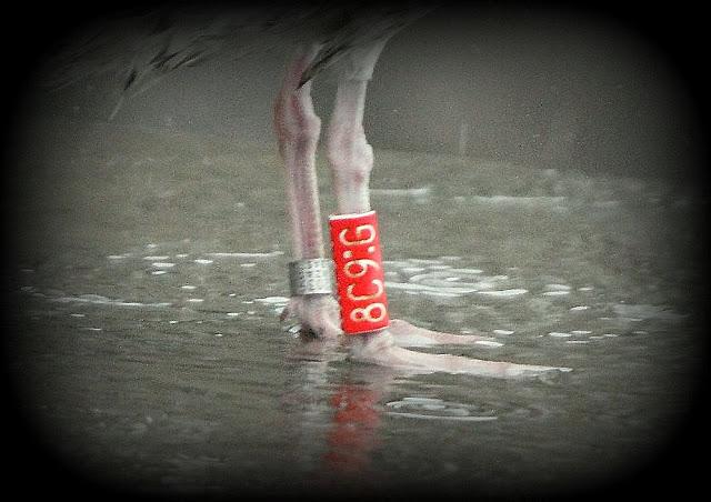 LARUS ARGENTATUS UNA GAVIOTA CON MUCHO CARACTER