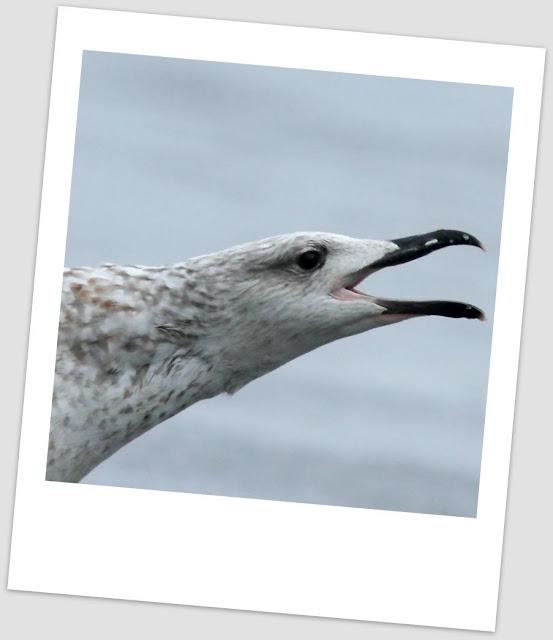 LARUS ARGENTATUS UNA GAVIOTA CON MUCHO CARACTER