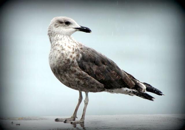 LARUS ARGENTATUS UNA GAVIOTA CON MUCHO CARACTER