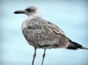 Larus argentatus gaviota mucho caracter