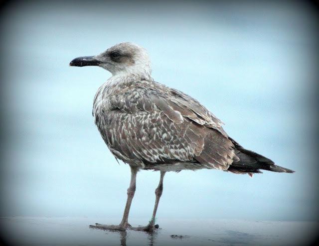 LARUS ARGENTATUS UNA GAVIOTA CON MUCHO CARACTER