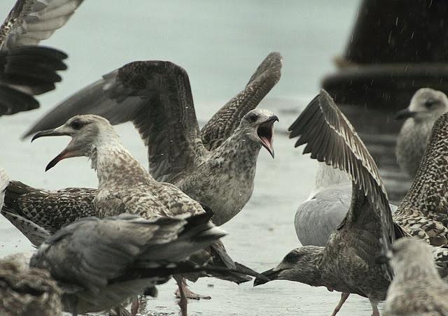 LARUS ARGENTATUS UNA GAVIOTA CON MUCHO CARACTER