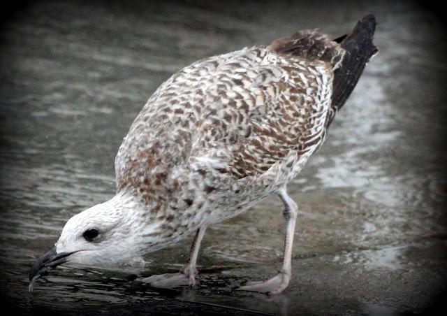 LARUS ARGENTATUS UNA GAVIOTA CON MUCHO CARACTER