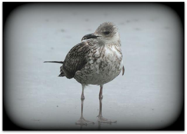 LARUS ARGENTATUS UNA GAVIOTA CON MUCHO CARACTER