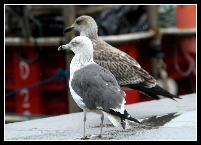 LARUS ARGENTATUS UNA GAVIOTA CON MUCHO CARACTER