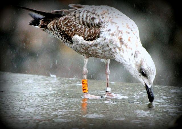 LARUS ARGENTATUS UNA GAVIOTA CON MUCHO CARACTER