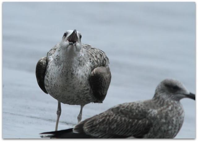 LARUS ARGENTATUS UNA GAVIOTA CON MUCHO CARACTER