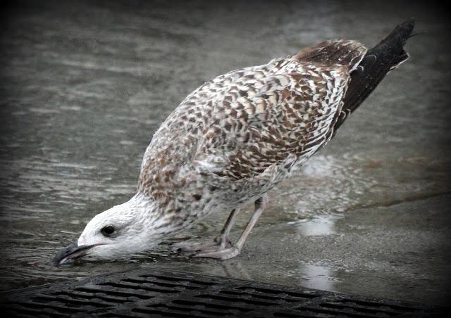 LARUS ARGENTATUS UNA GAVIOTA CON MUCHO CARACTER
