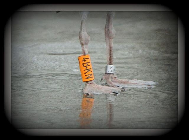 LARUS ARGENTATUS UNA GAVIOTA CON MUCHO CARACTER