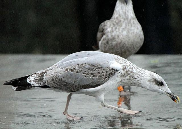 LARUS ARGENTATUS UNA GAVIOTA CON MUCHO CARACTER
