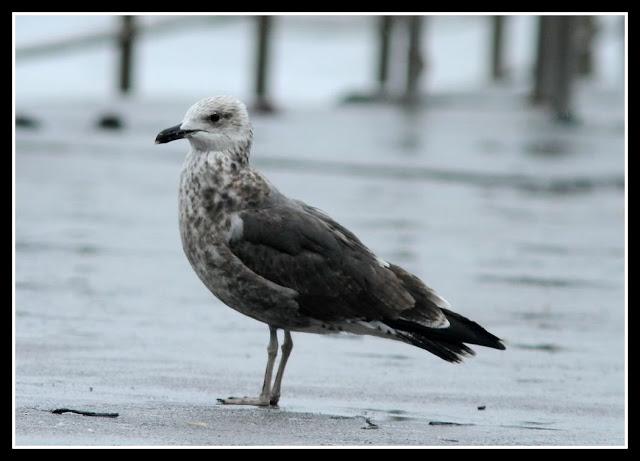 LARUS ARGENTATUS UNA GAVIOTA CON MUCHO CARACTER