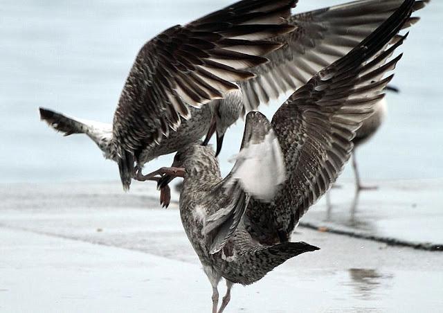 LARUS ARGENTATUS UNA GAVIOTA CON MUCHO CARACTER
