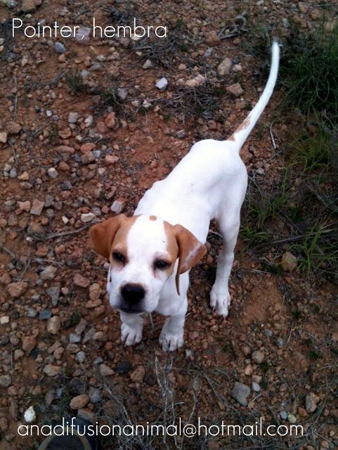 Ayuda para esta cachorra. (Murcia)