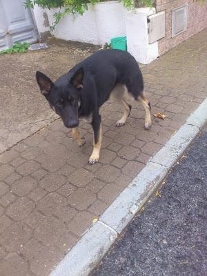 PASTORA BELGA, 1 AÑITO Y 15 KILOS APROX. MUY CARIÑOSA..‏.(SEVILLA)